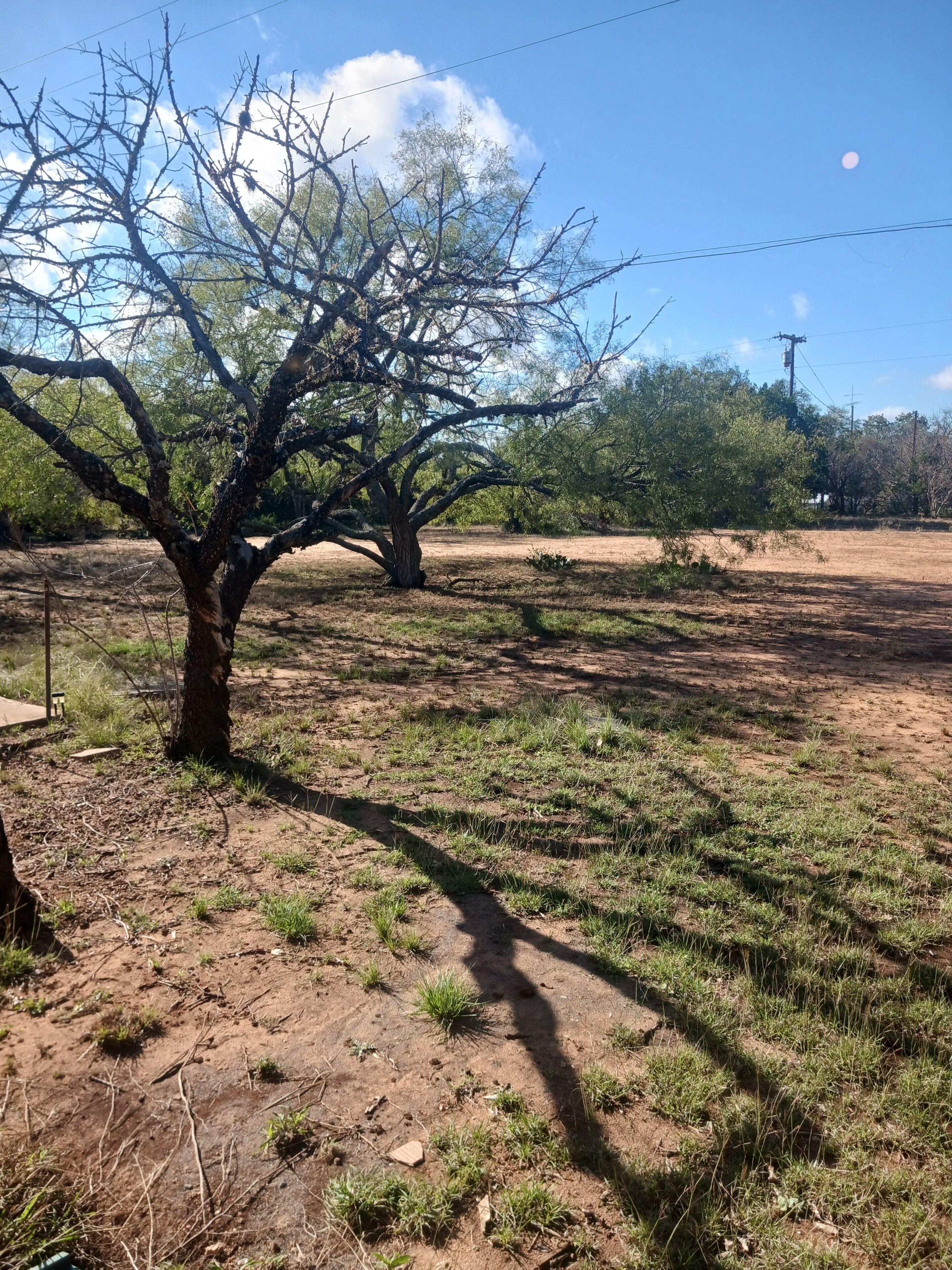 A tree in a dry, grassy field with a clear sky and power lines in the background.