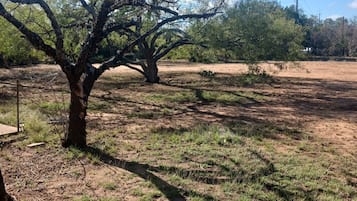 A tree in a dry, grassy field with a clear sky and power lines in the background.