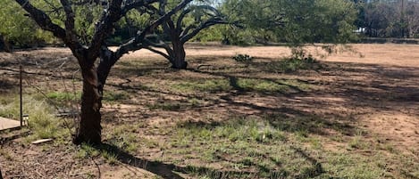 Uma árvore em um campo seco e gramado, com céu claro e fios de eletricidade ao fundo.