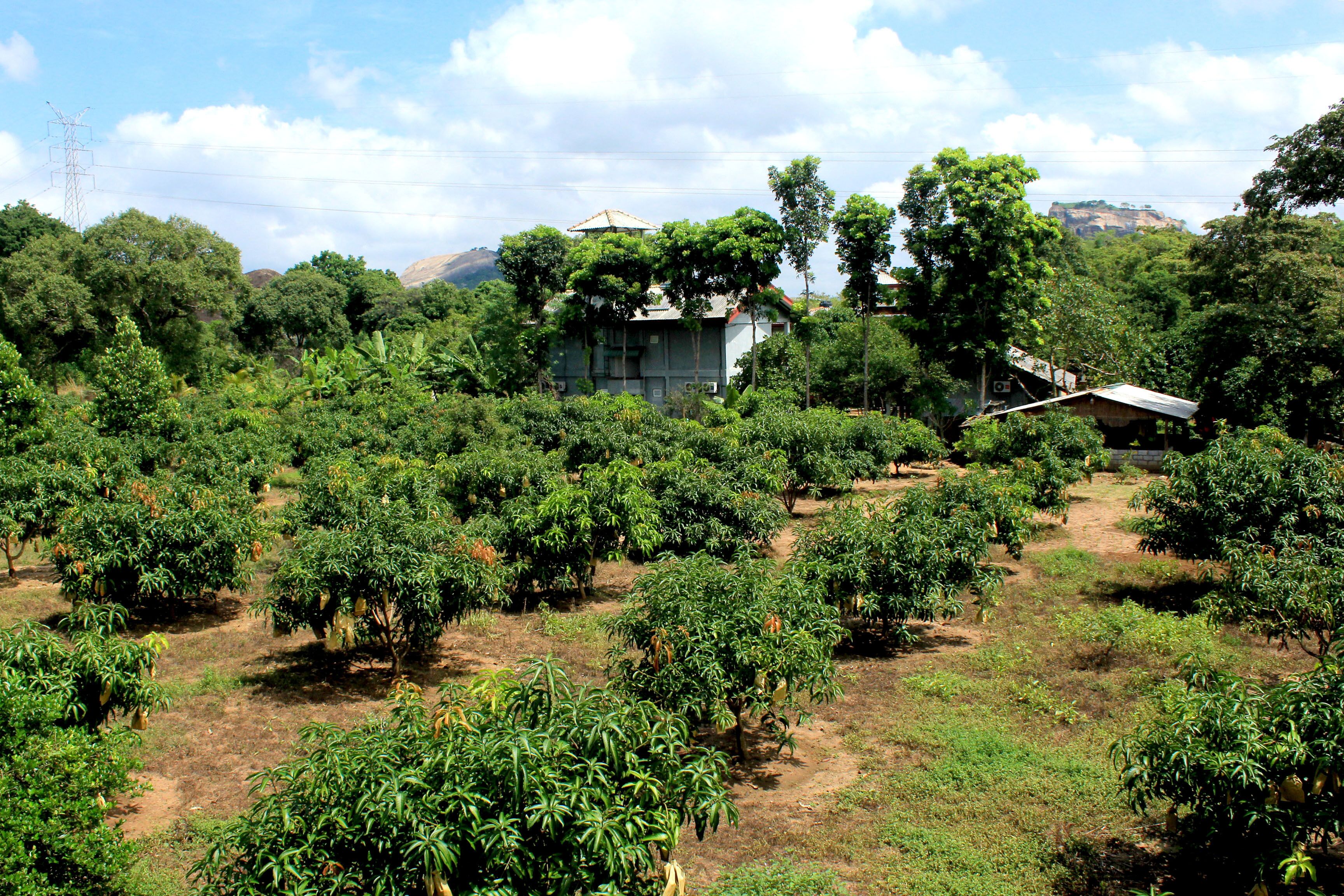 Ländliche Landschaft mit einem Haus, umgeben von dichter Vegetation und Obstbäumen.
