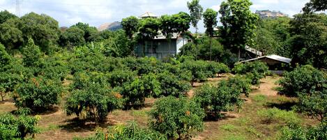 A rural landscape with a house surrounded by dense vegetation and fruit trees.