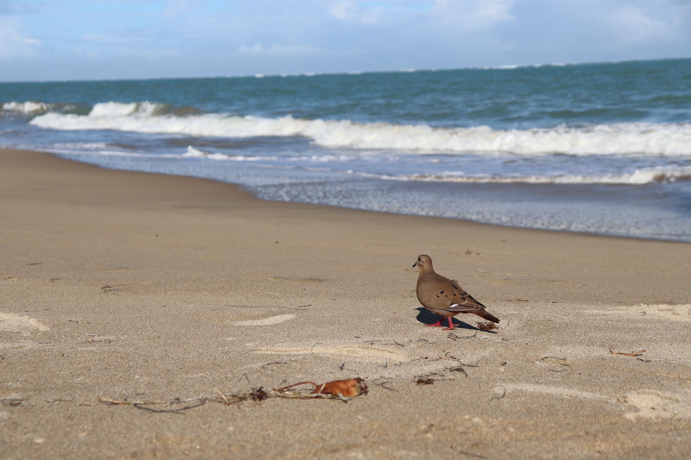 A bird on a sandy beach with the ocean in the background.