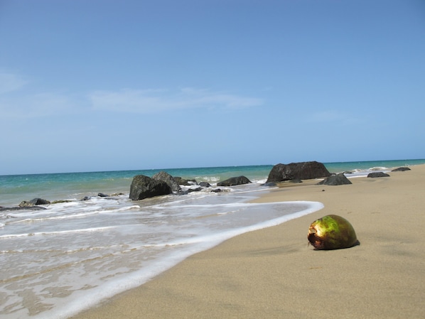 A beach with large rocks, calm waves, and a coconut on the sand. - Puerto Rico Malibu Beach Front: A true beach front property. WE HAVE WATER! (Loiza)