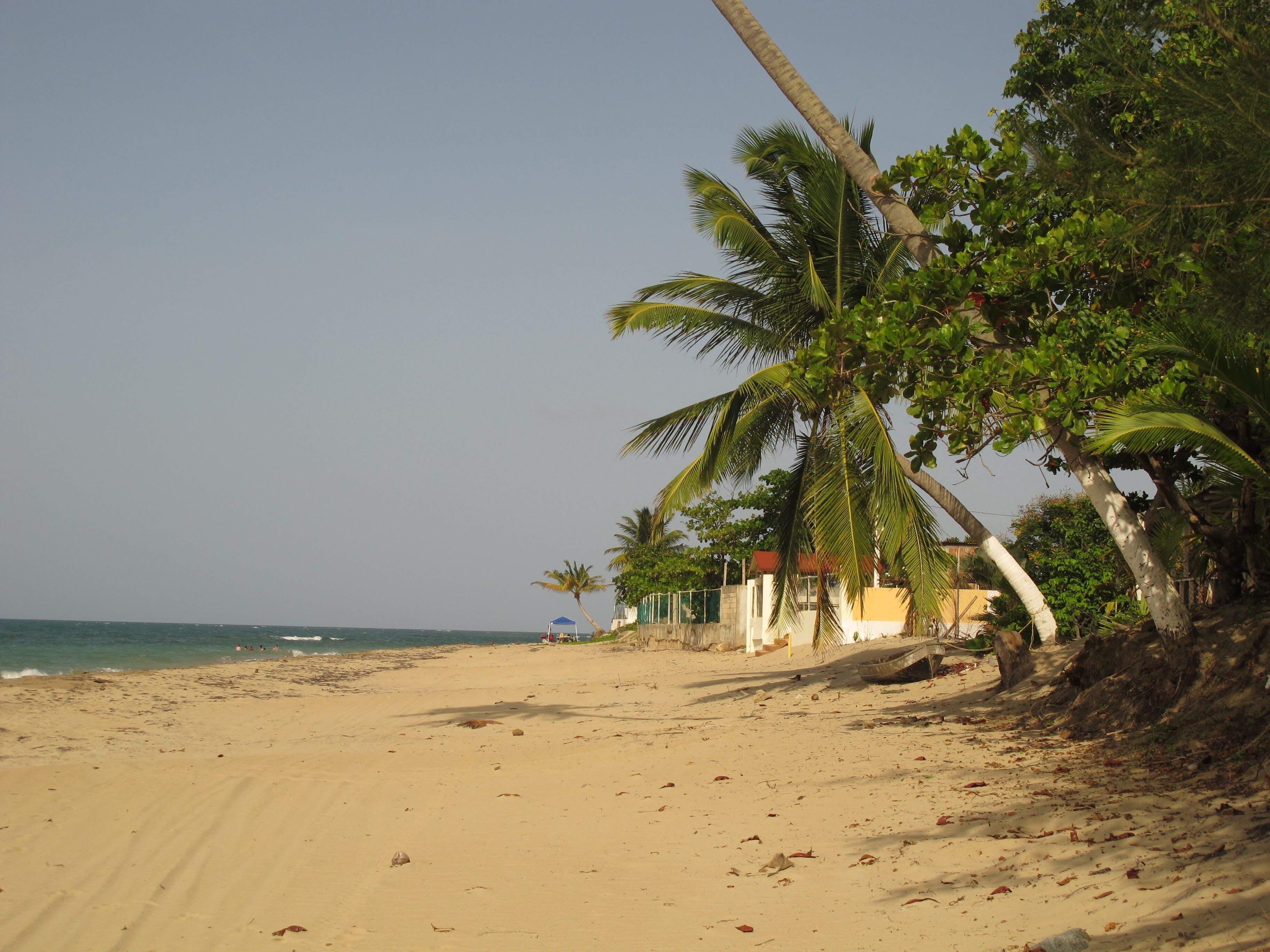 A sandy beach with palm trees and a clear sky.