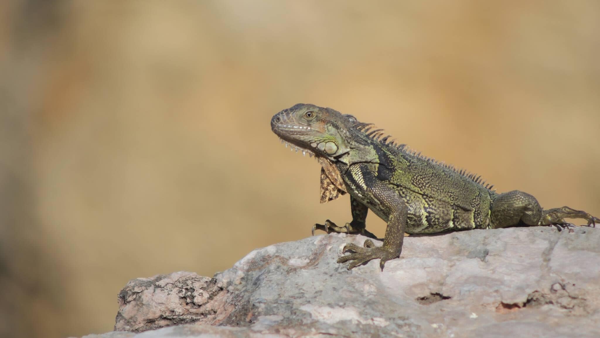 A lizard on a rock.