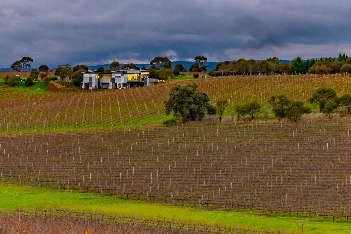 A vineyard with rows of grapevines and a modern house in the background.