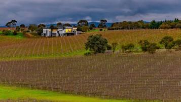 A vineyard with rows of grapevines and a modern house in the background.
