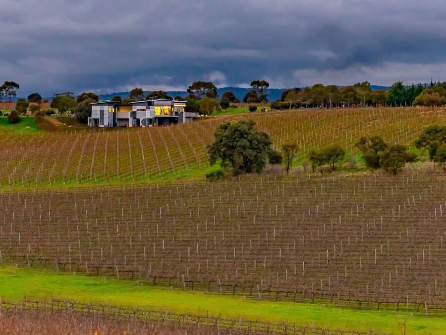 A vineyard with rows of grapevines and a modern house in the background.