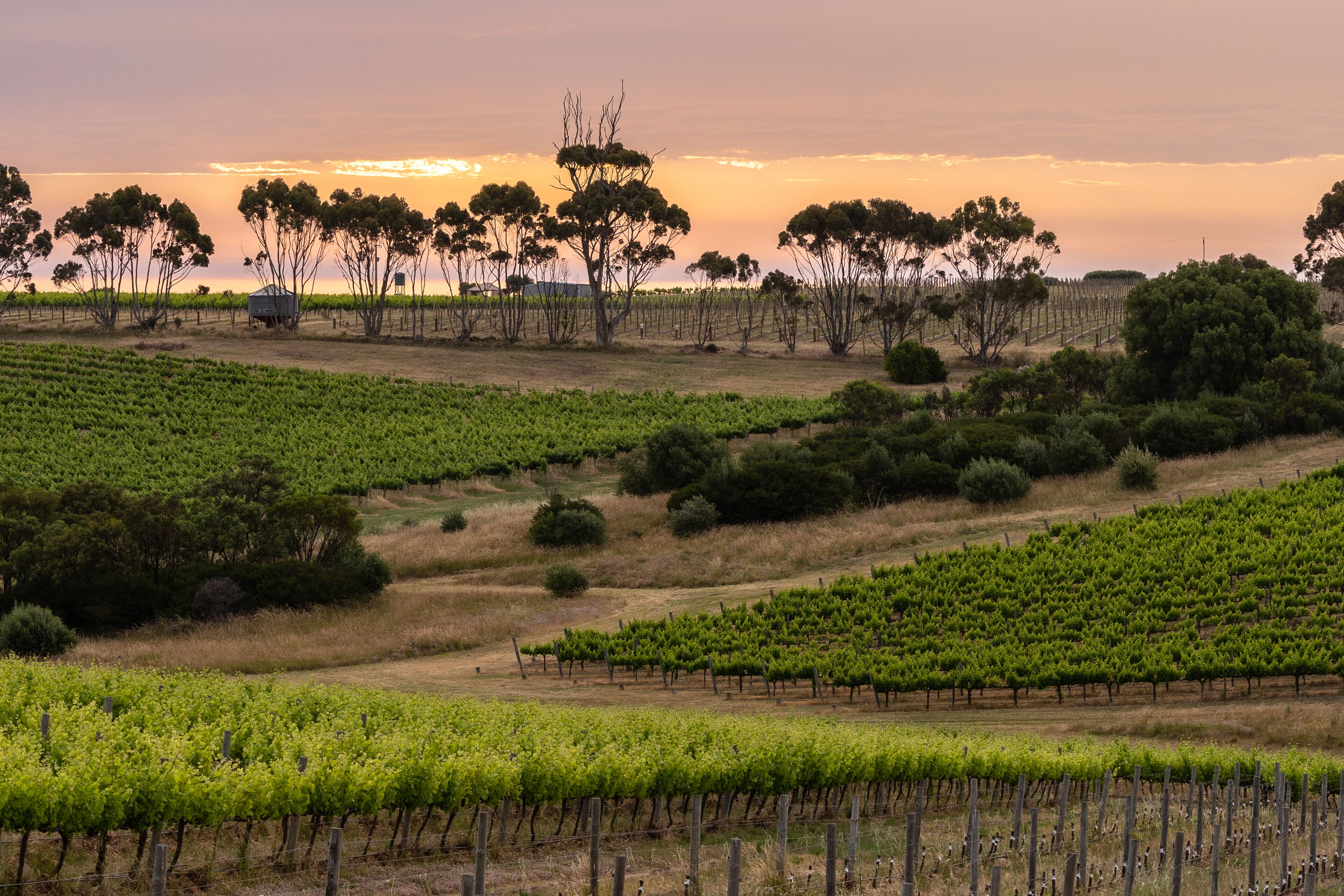 A vineyard with rows of grapevines and a few trees in the background.