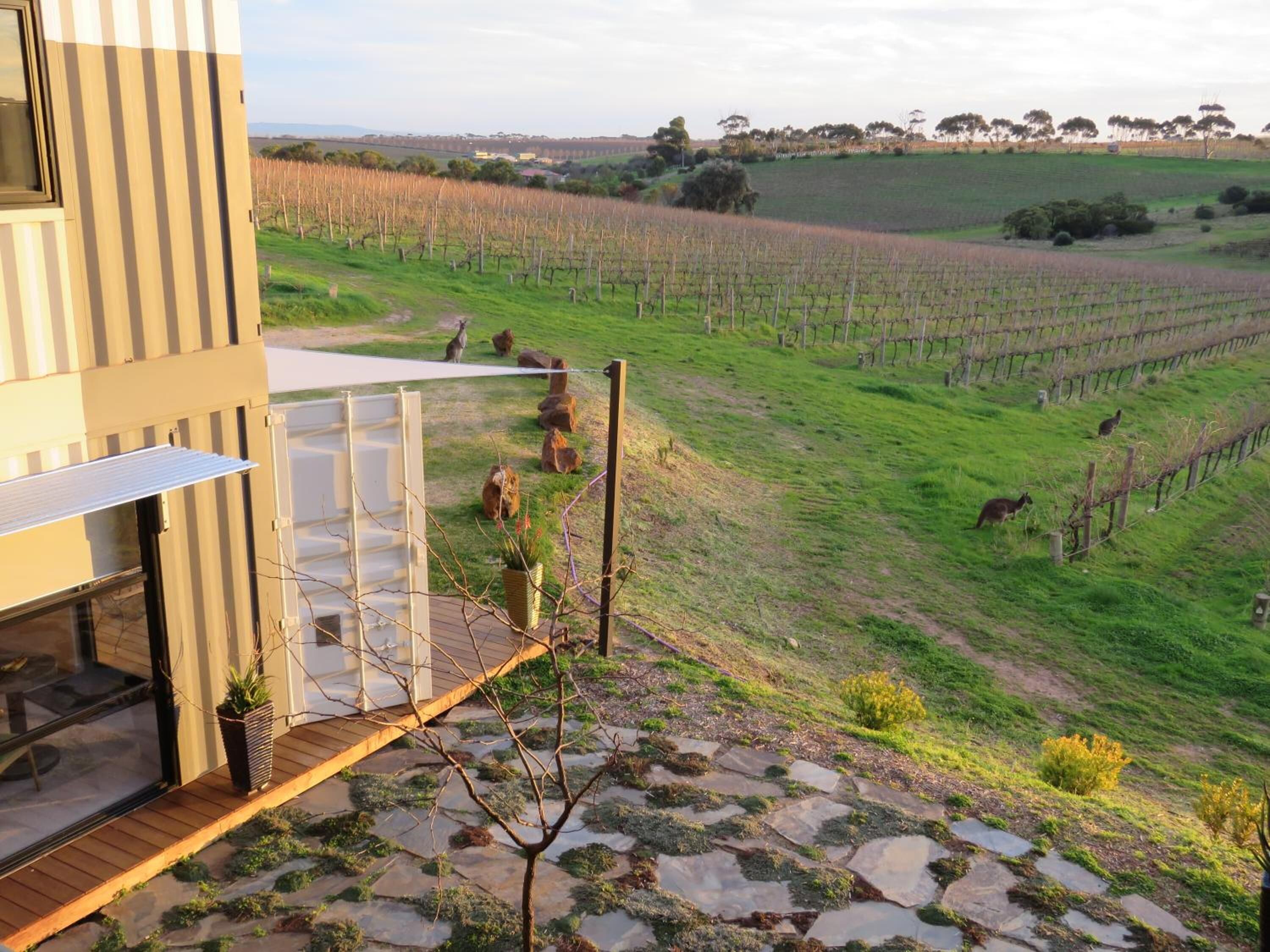A modern building with a stone-paved deck overlooking a vineyard.