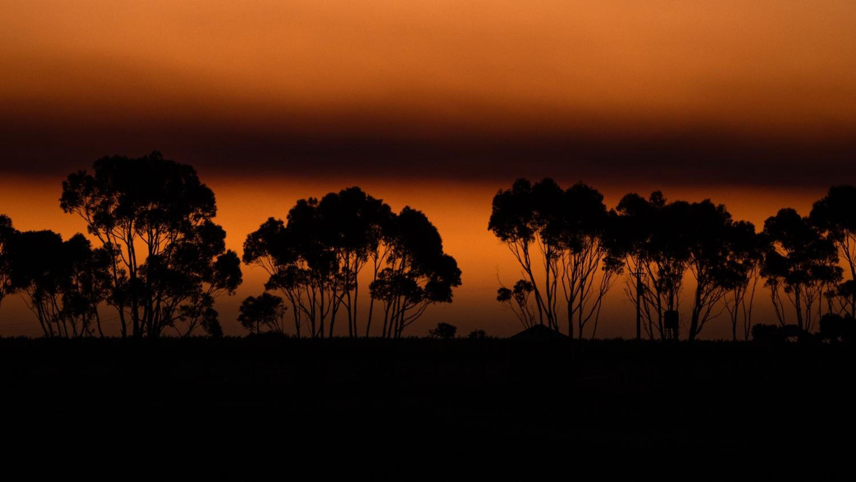 Silhouette di alberi su uno sfondo di cielo al tramonto.