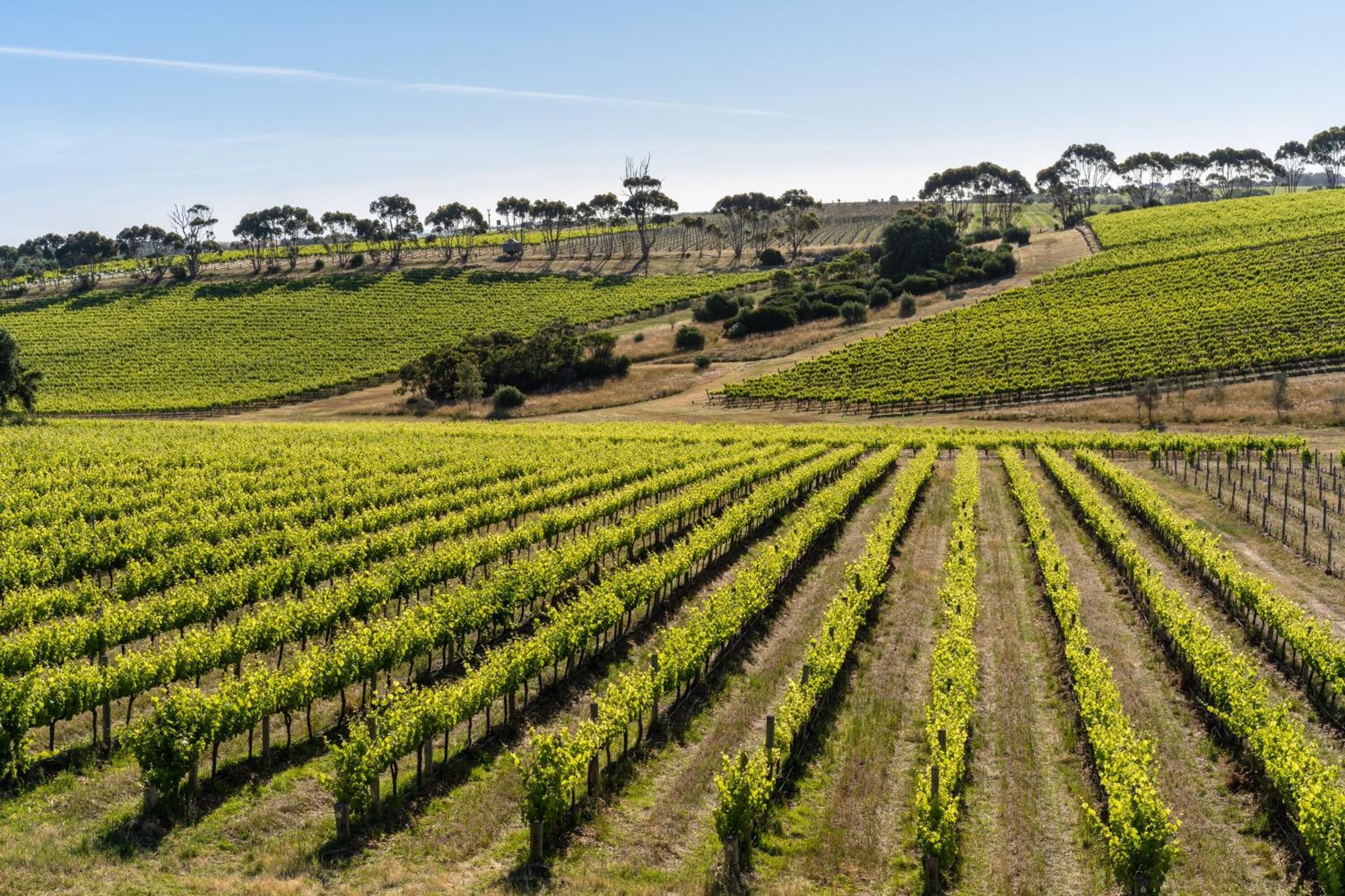 A vineyard with rows of grapevines and a hilly landscape in the background.