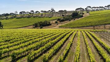A vineyard with rows of grapevines and a hilly landscape in the background.