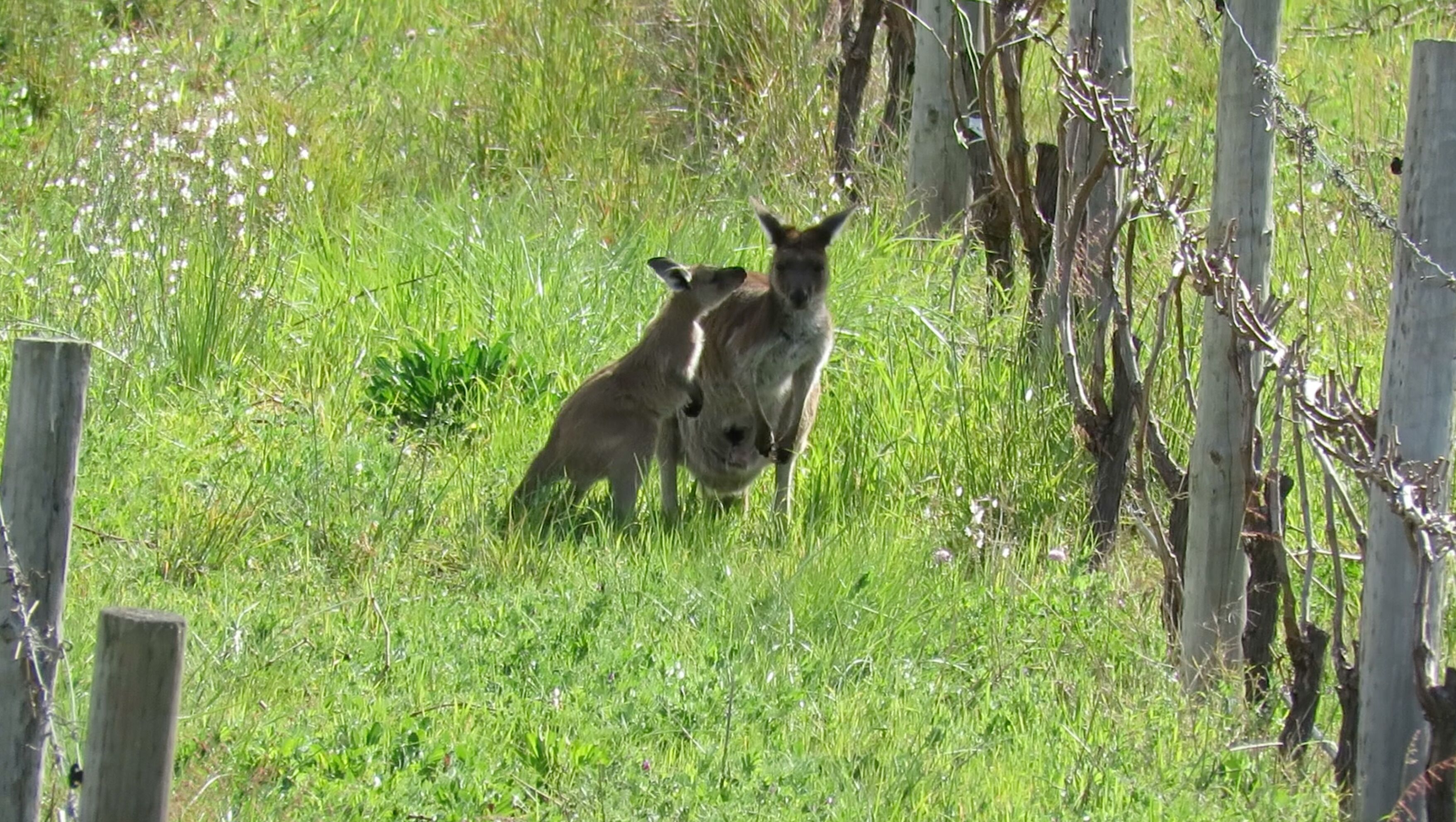 Two kangaroos in a grassy field with a wooden fence in the background.