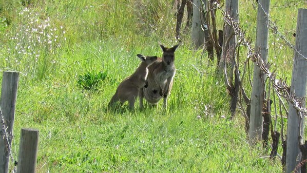 Two kangaroos in a grassy field with a wooden fence in the background. - Hotel California Road at Inkwell Wines (Tatachilla)