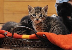 Animaux de compagnie acceptés