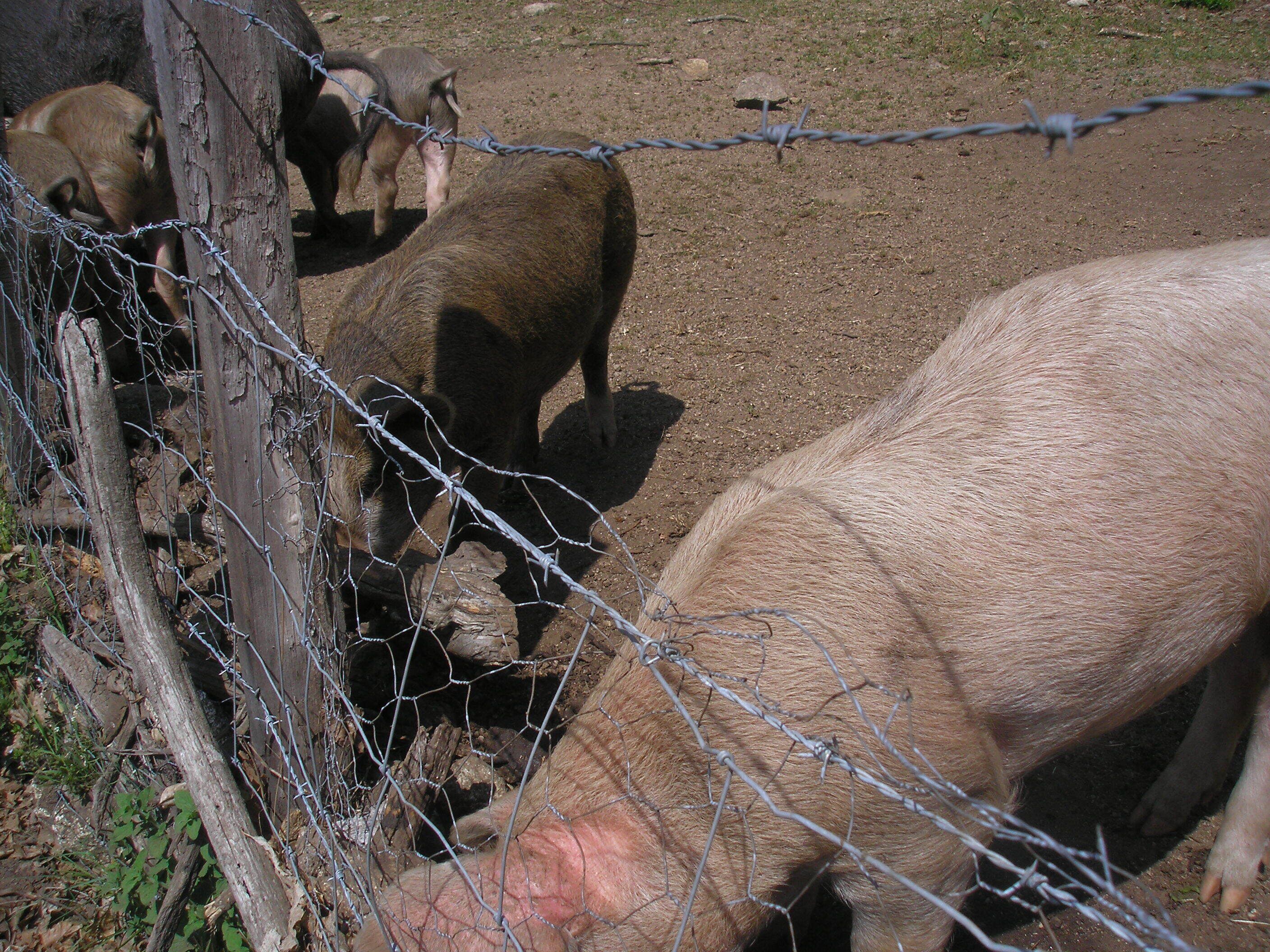 A piggybacking scene with pigs behind a barbed wire fence.