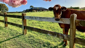 A cow behind a wooden fence in a grassy field with cherry blossoms overhead and a building in the background. - Heaven's Rest B&B (Bombay)