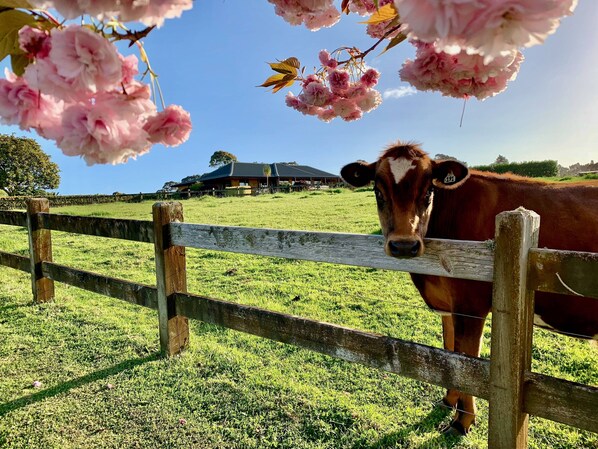 Majoituspaikan julkisivu