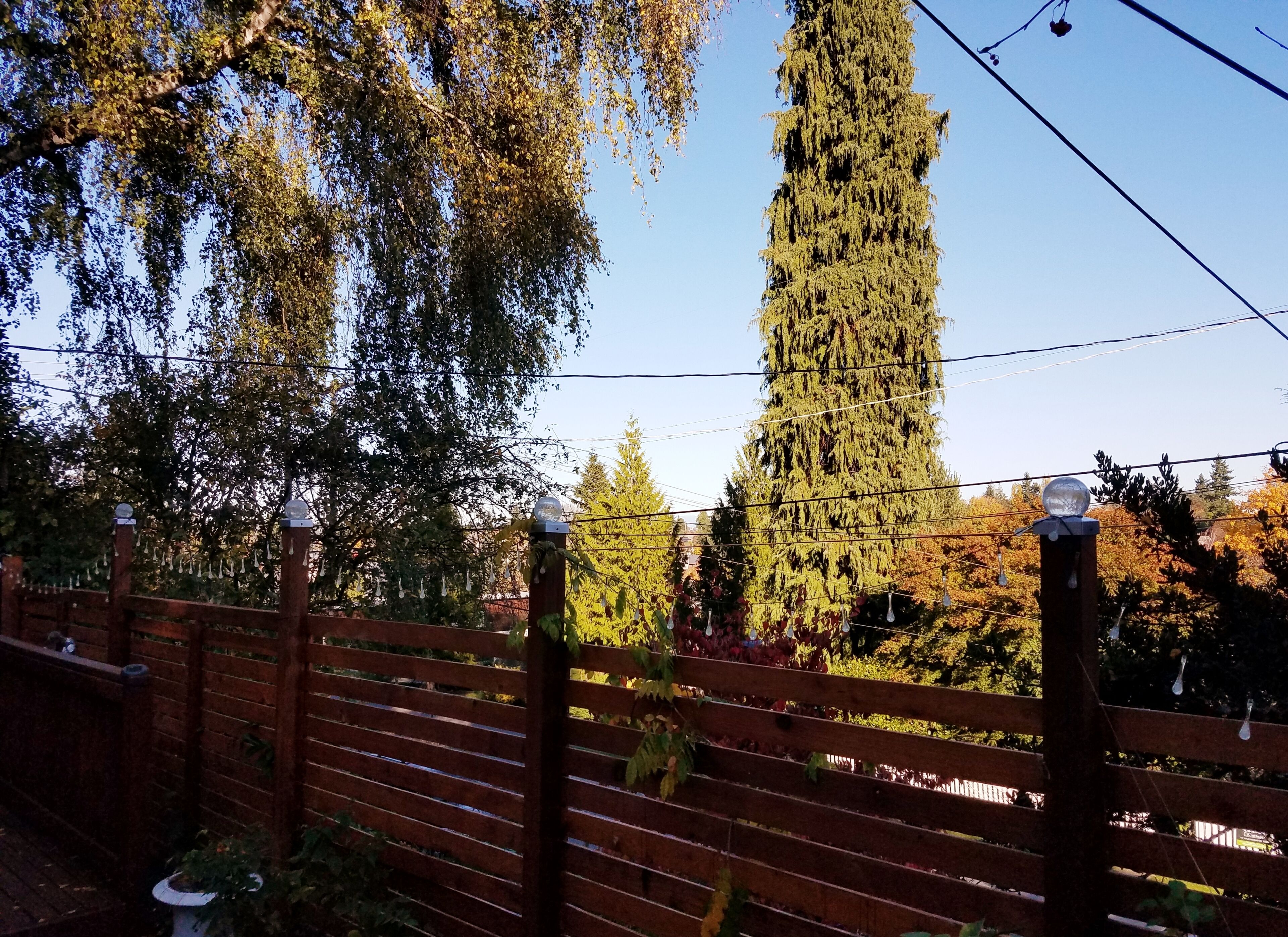 Una tanca de fusta amb un arbre alt i prim al fons.