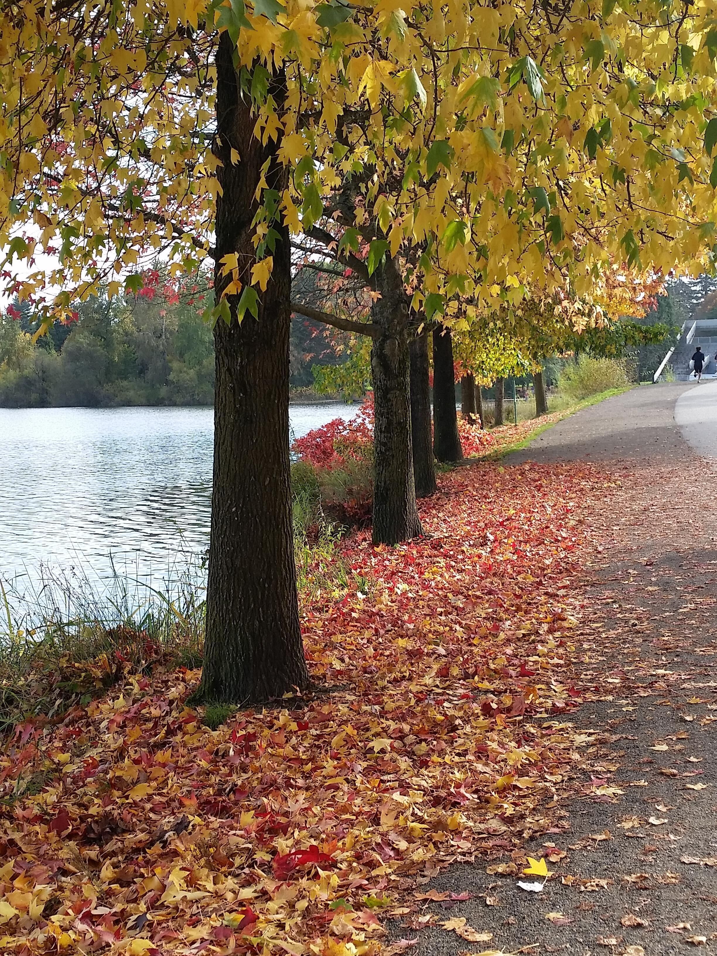A pathway lined with trees and a body of water.