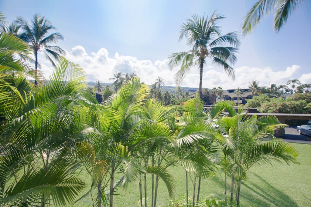 Un exuberante jardín con palmeras y vista a un edificio al fondo.