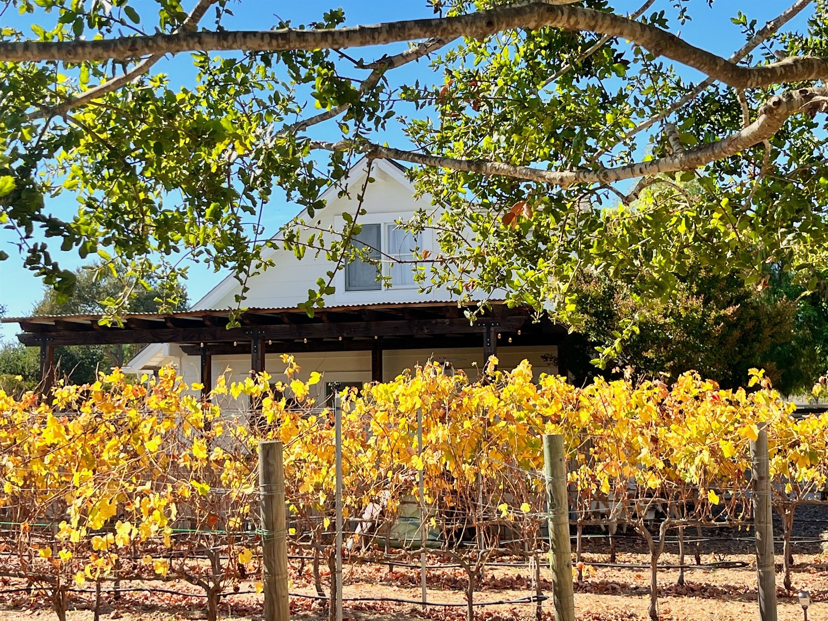 Santa Ynez Vineyard Retreat!  The Guest Cottage at Starfall Ranch