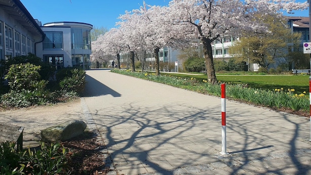 Un chemin pavé bordé de cerisiers en fleurs, un potelet rouge et blanc, et des bâtiments en arrière-plan.