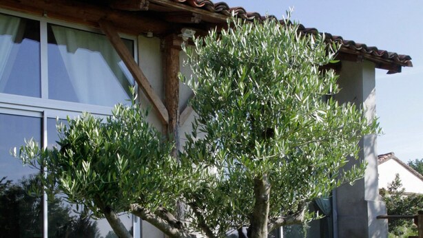 Un árbol frente a un edificio con ventanas amplias y techo de tejas.