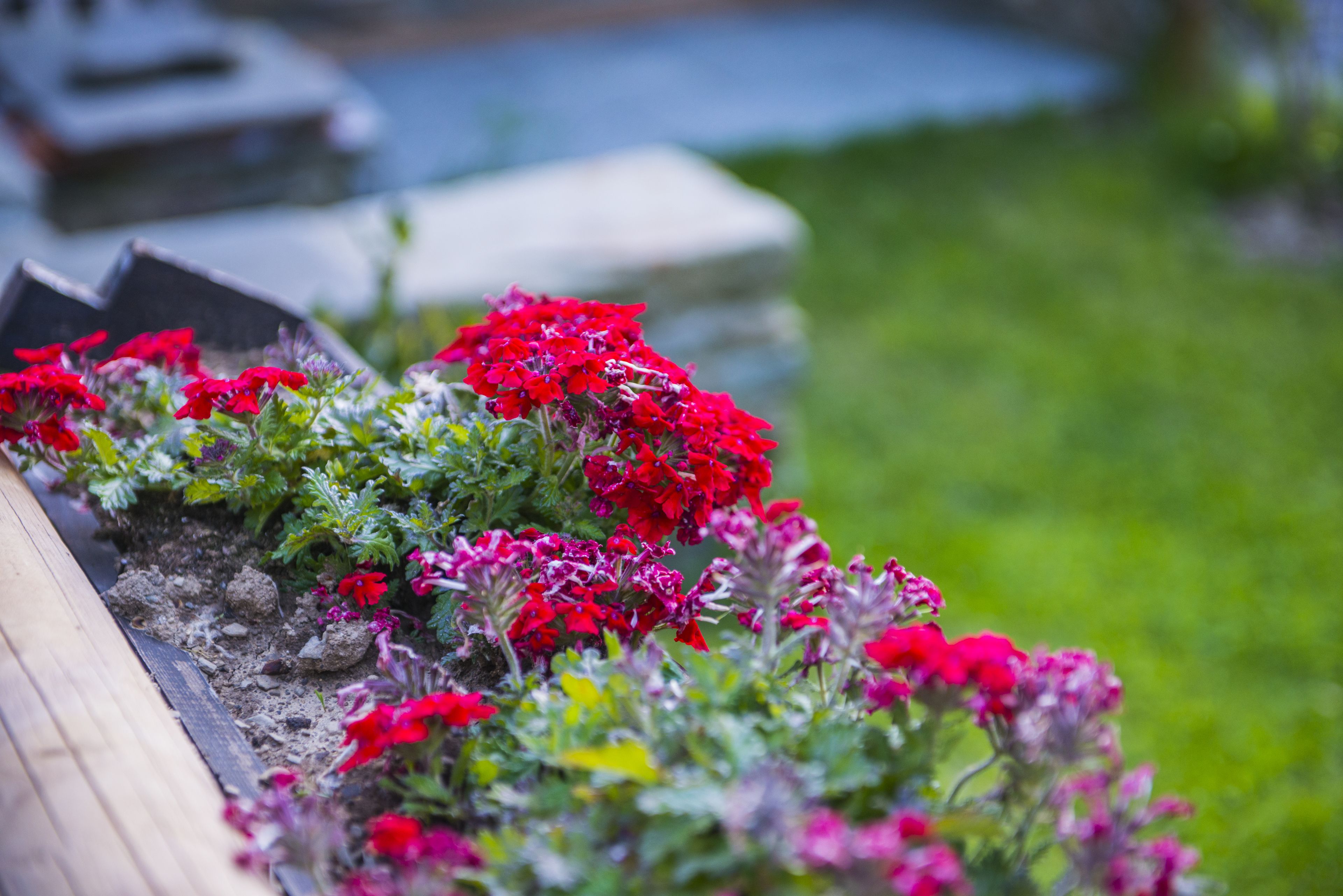 En blomsterbed med røde blomster og grønt løv.
