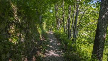 A forested trail with a gravel path surrounded by trees and greenery.