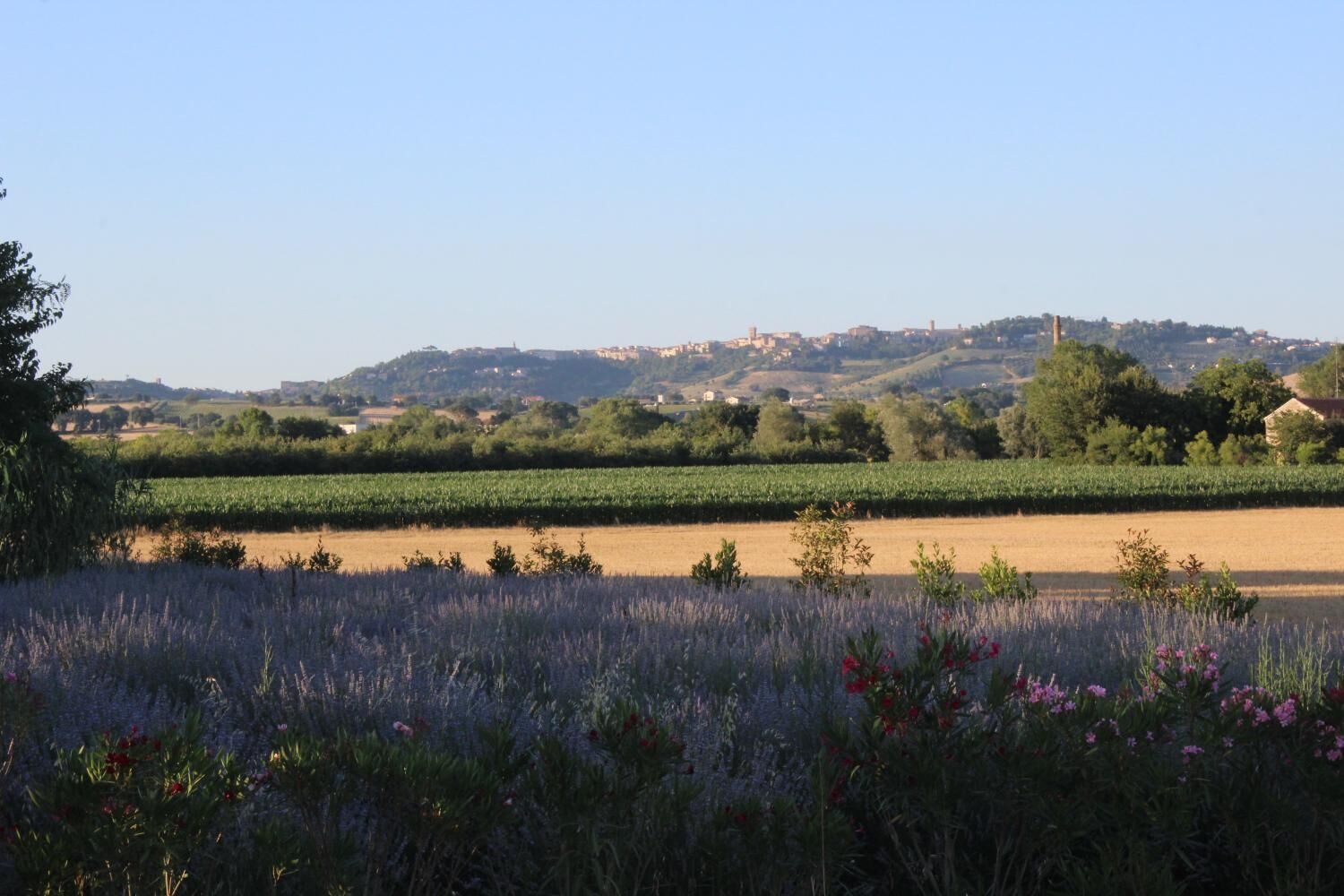 A vineyard with rows of grapevines and a distant town on a hill.