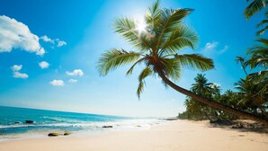 Ein Strand mit einer Palme, blauem Himmel und dem Ozean.