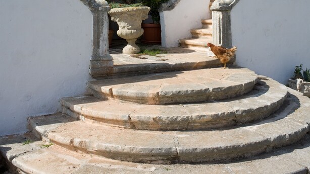 A stone staircase leading to a building entrance with potted plants and a chicken on the steps. - Masseria Murgia Albanese (Noci)