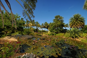 Garden - Le Case Najoli (Le Morne Brabant)