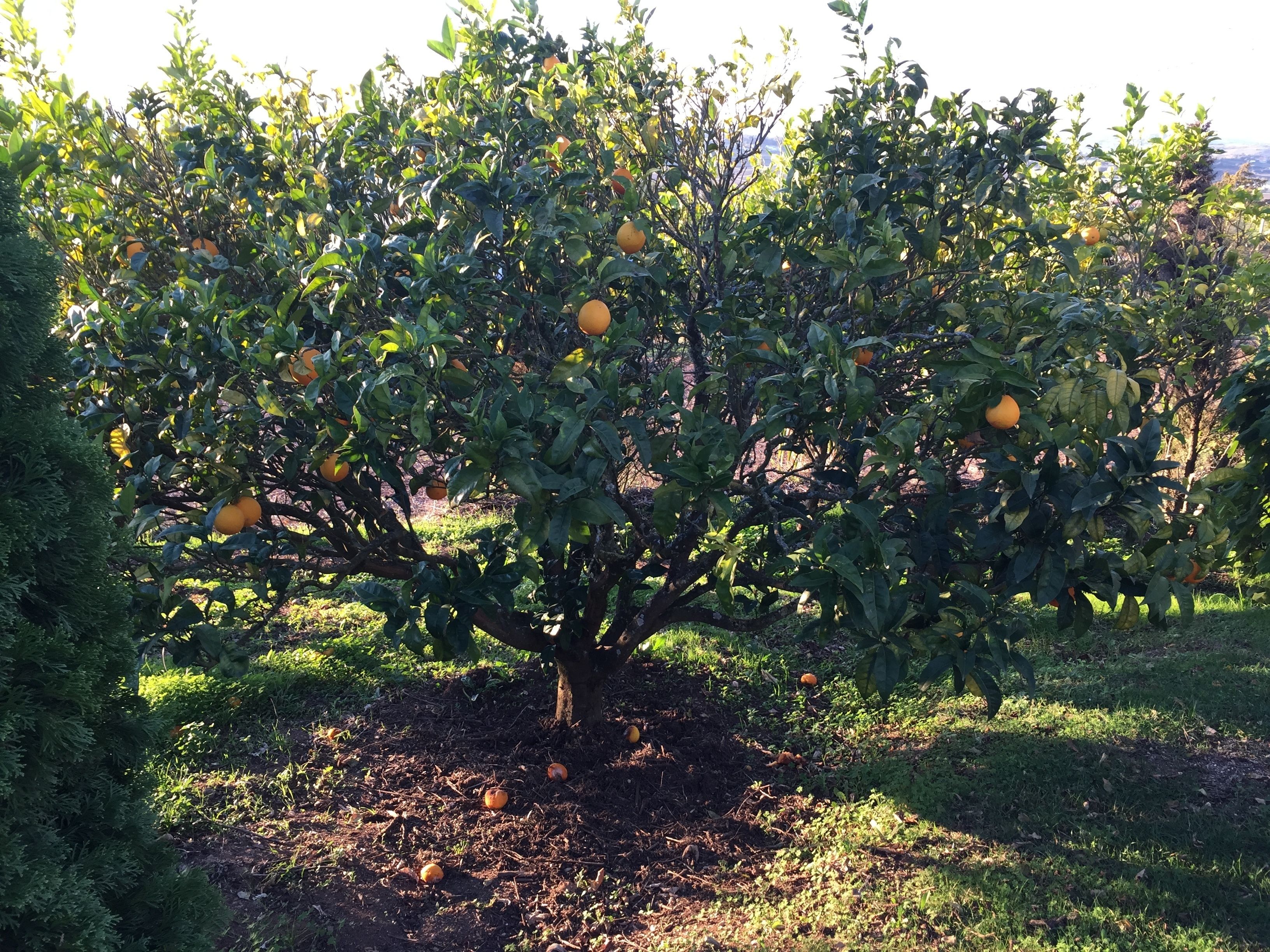Foto - Sintra Rural Home - Cerrado da Serra