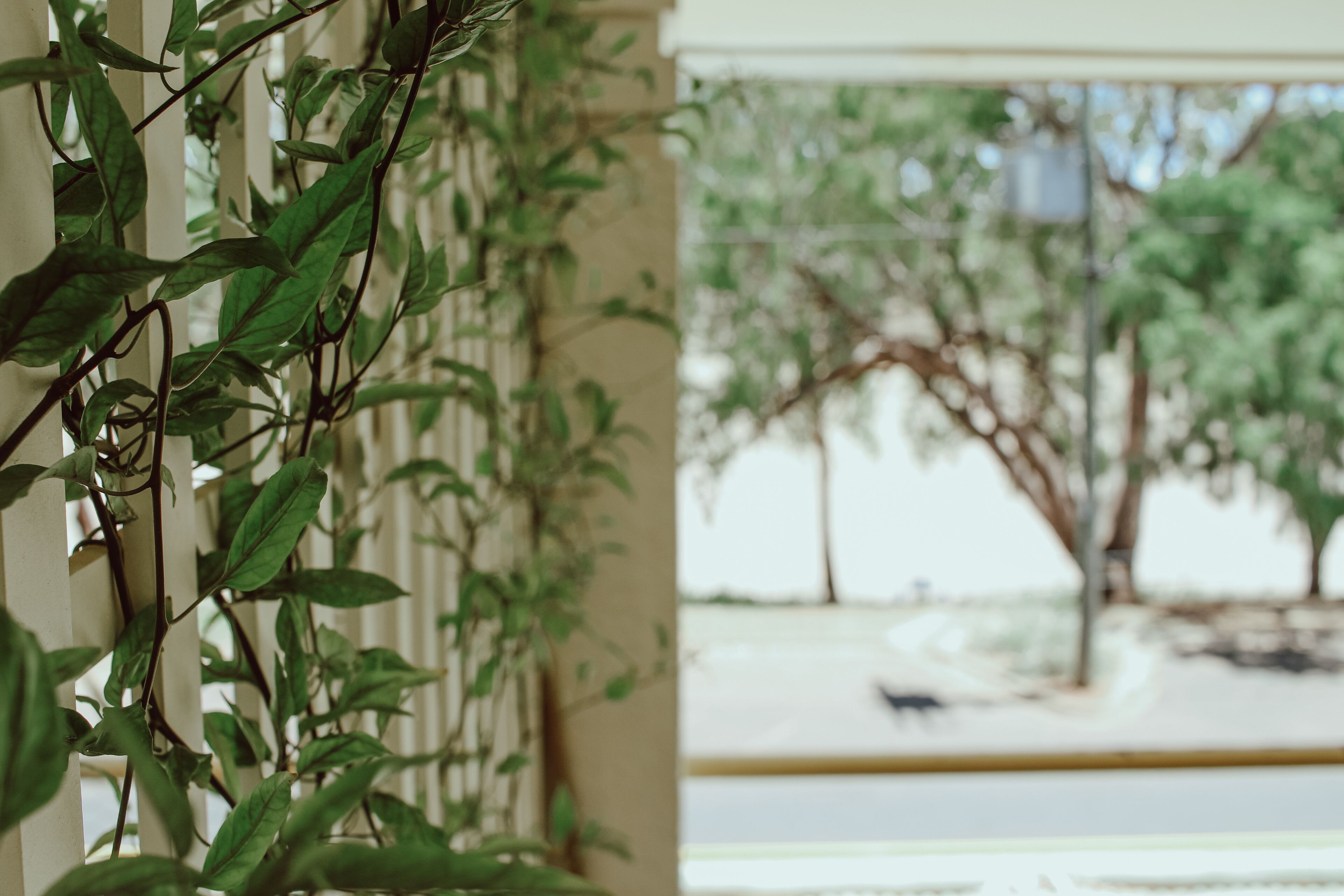 A view through a window with a plant on the left and trees outside.
