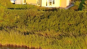 Una casa con techo rojo, rodeada de exuberante vegetación y una masa de agua.