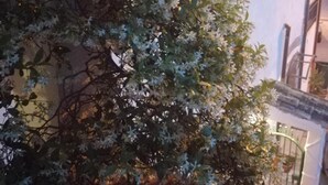Un bâtiment à l’extérieur blanc, doté d’une porte en verre et d’un balcon orné d’un pot de fleurs.