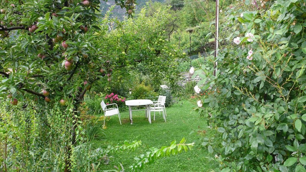 Un jardín con una mesa y sillas, rodeado de vegetación exuberante y árboles frutales.