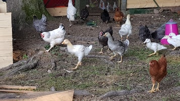 Une cour de ferme où l’on peut voir différentes espèces d’oiseaux, notamment des poules, des canards et des dindes.