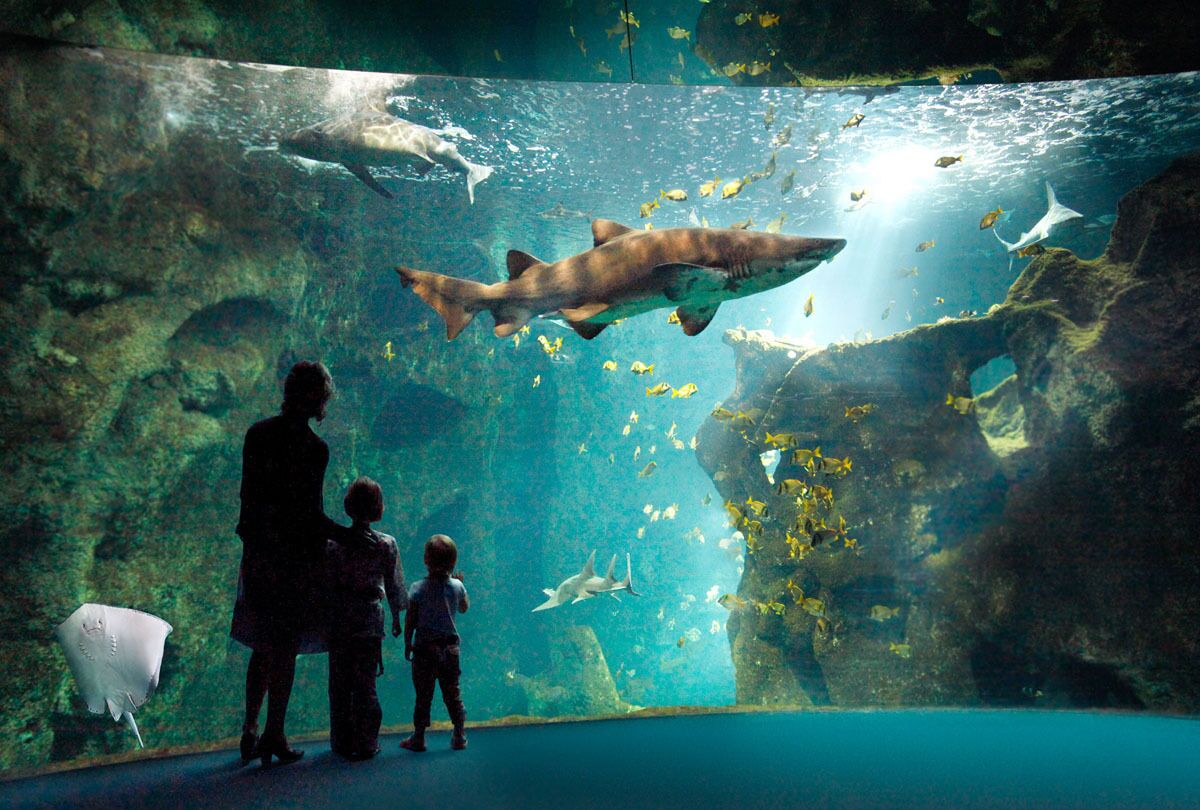 Ein Aquarium, in dem ein großer Hai über dem Glas schwimmt, umgeben von kleineren Fischen.