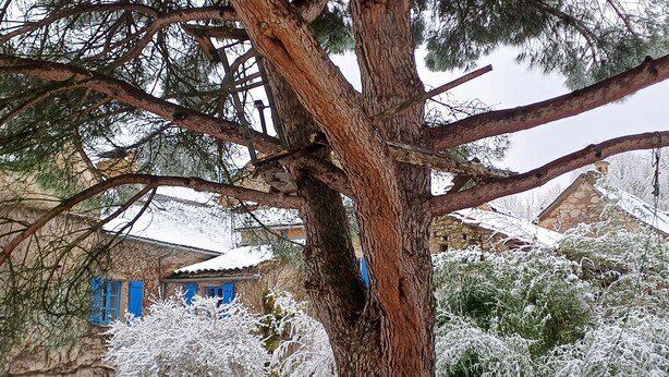 Un árbol con un tronco grueso y ramas que se extienden hacia afuera.