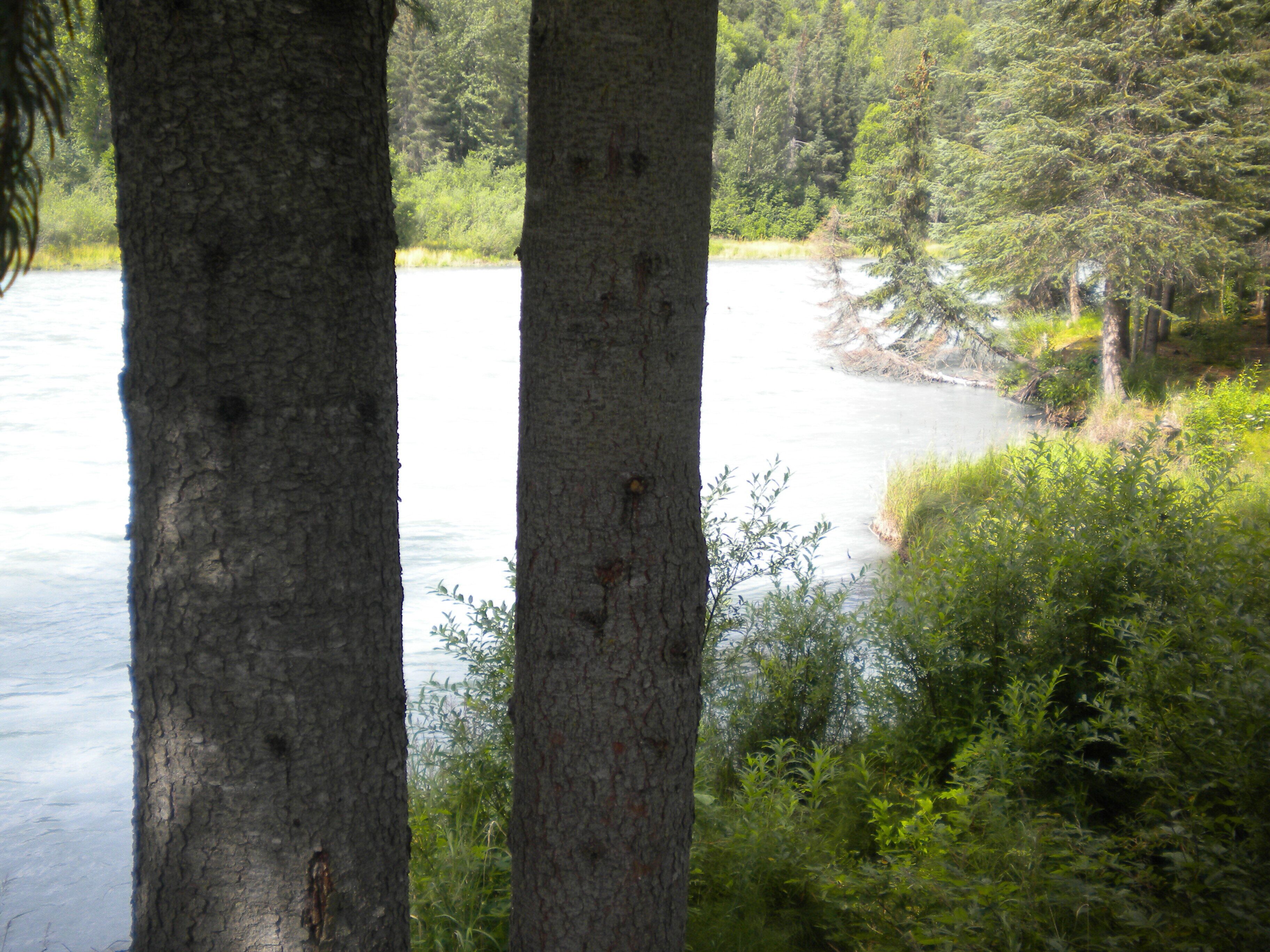 Un riu envoltat de bosc dens i arbres.
