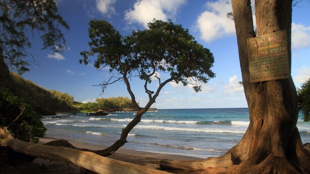 A beach with a tree and a signboard.