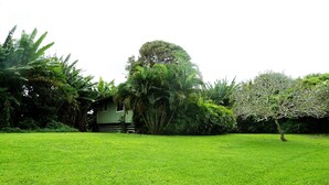 A lush green lawn with a small building and dense tropical vegetation.