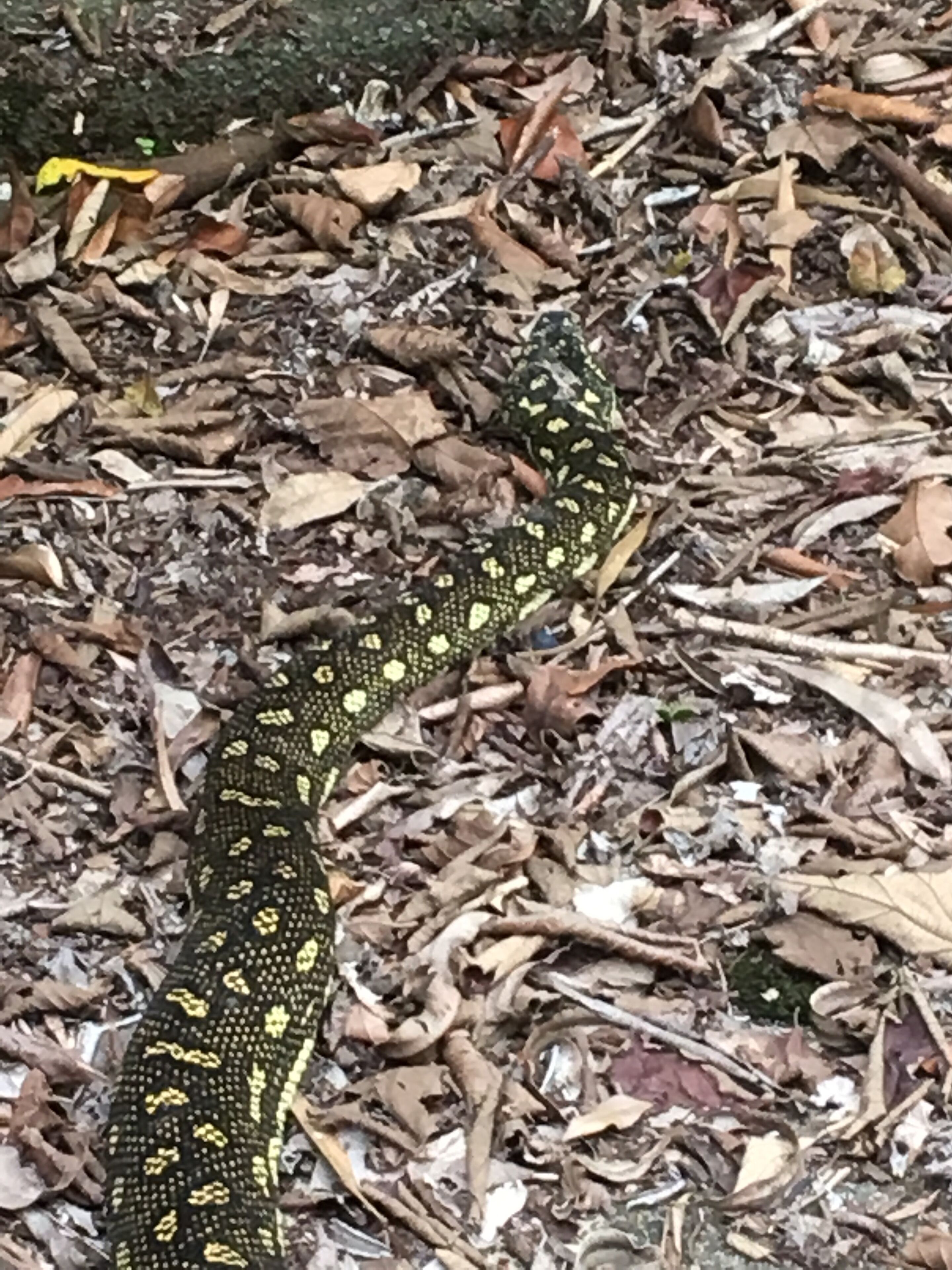 A snake on a bed of dry leaves.
