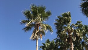 A modern building with a flat roof and large windows, surrounded by tall palm trees.