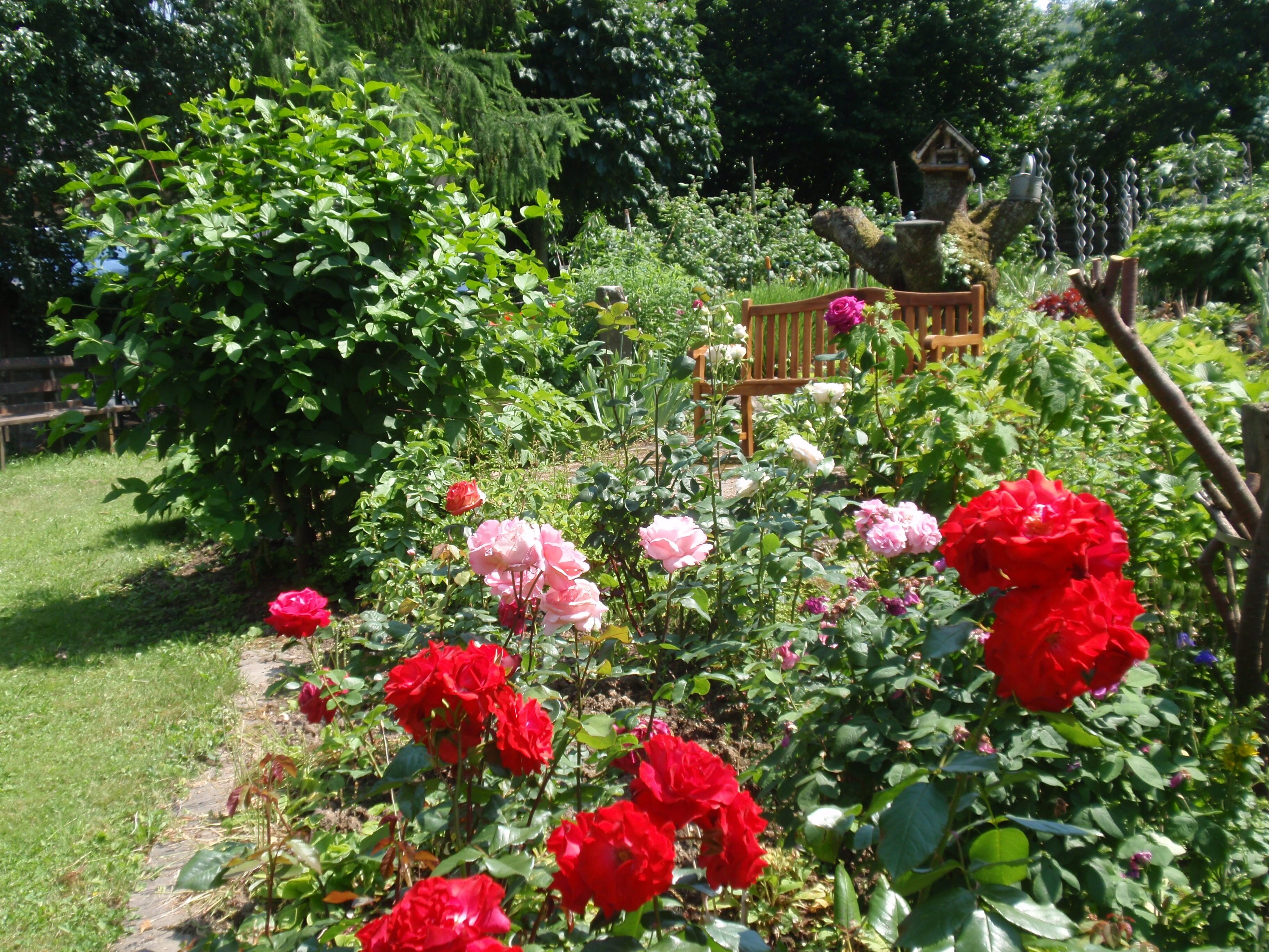 A garden with various flowers and a wooden bench.