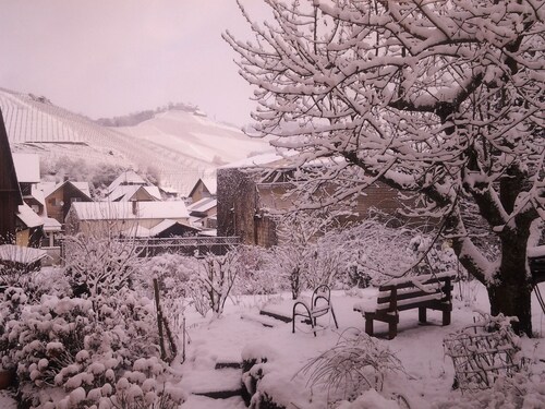 Apartment - quiet and central in the golden wine village of Durbach -